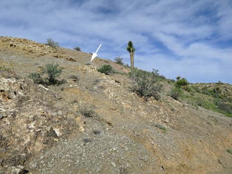 California Bearpoppy (Arctomecon californica)