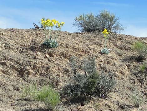 California Bearpoppy (Arctomecon californica)