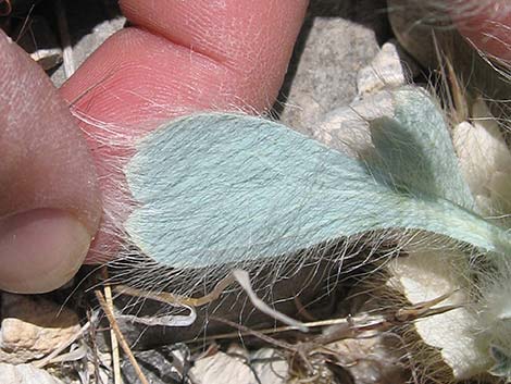 Desert Bearpoppy (Arctomecon merriamii)