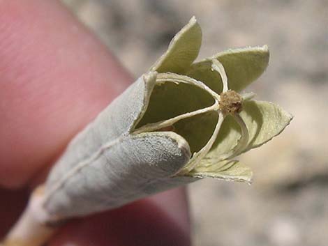 Desert Bearpoppy (Arctomecon merriamii)