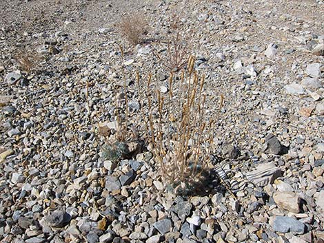 Desert Bearpoppy (Arctomecon merriamii)