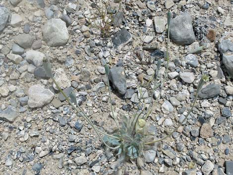 Desert Bearpoppy (Arctomecon merriamii)