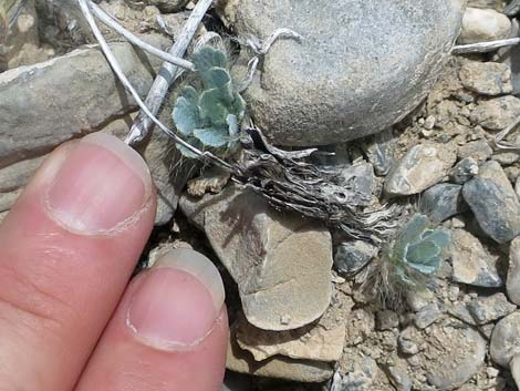 Desert Bearpoppy (Arctomecon merriamii)