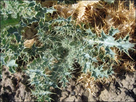 Mojave Pricklypoppy (Argemone corymbosa)