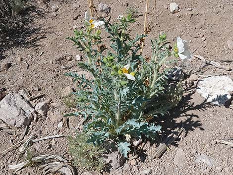 Flatbud Pricklypoppy (Argemone munita)