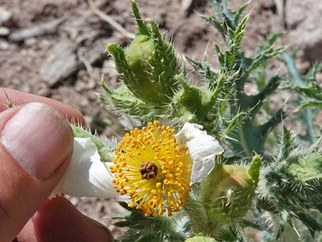 Flatbud Pricklypoppy (Argemone munita)