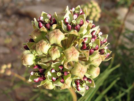 Spider Milkweed (Asclepias asperula)