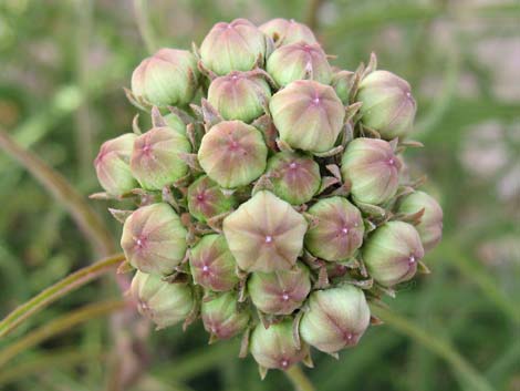 Spider Milkweed (Asclepias asperula)