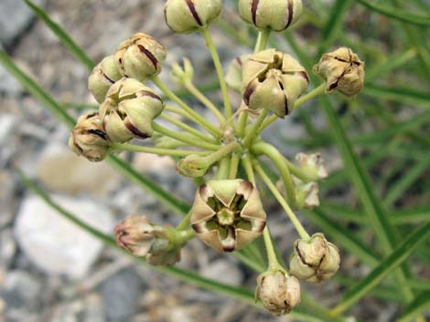 Spider Milkweed (Asclepias asperula)