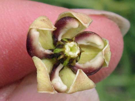 Spider Milkweed (Asclepias asperula)