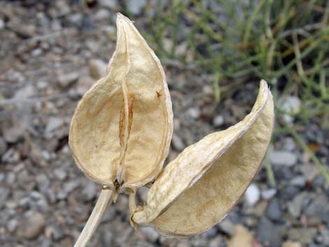 Spider Milkweed (Asclepias asperula)