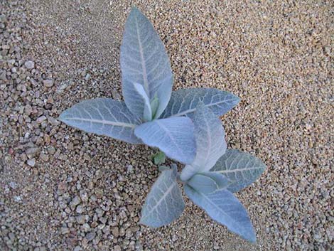 Desert Milkweed (Asclepias erosa)