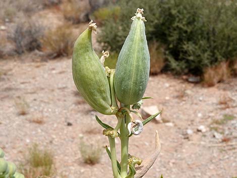 Desert Milkweed (Asclepias erosa)