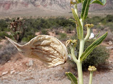 Desert Milkweed (Asclepias erosa)