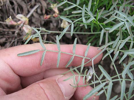 Clokey Milkvetch (Astragalus aequalis)