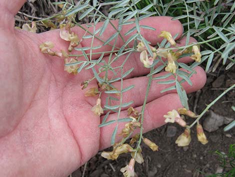 Clokey Milkvetch (Astragalus aequalis)