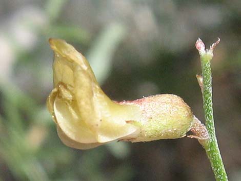 Clokey Milkvetch (Astragalus aequalis)