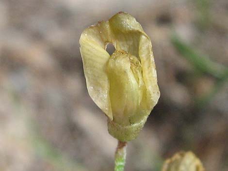 Clokey Milkvetch (Astragalus aequalis)