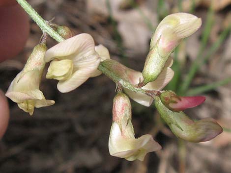 Clokey Milkvetch (Astragalus aequalis)