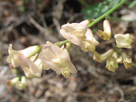 Clokey Milkvetch (Astragalus aequalis)