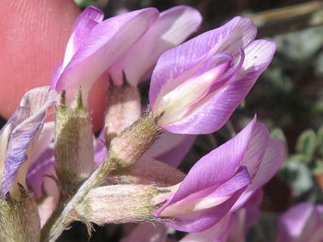 Crescent Milkvetch (Astragalus amphioxys)