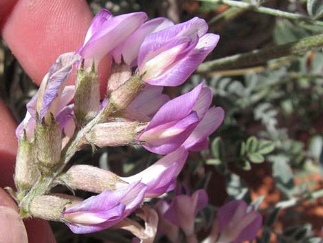 Crescent Milkvetch (Astragalus amphioxys)