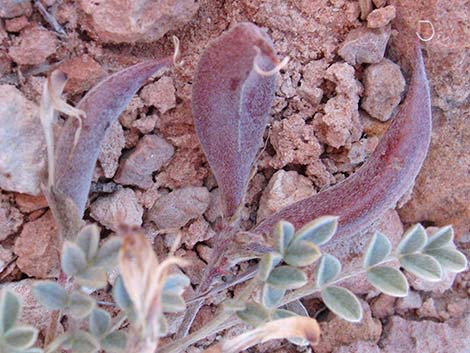 Crescent Milkvetch (Astragalus amphioxys)