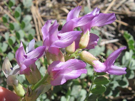 Beckwith's Milkvetch (Astragalus beckwithii)