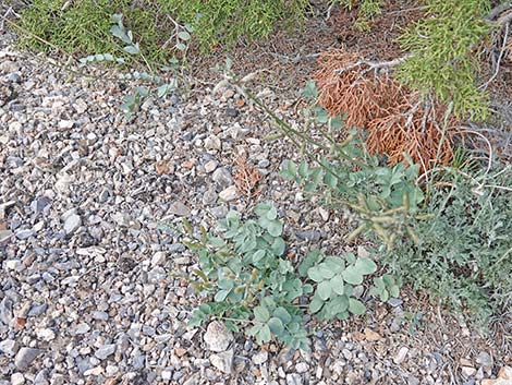 Minthorn's Milkvetch (Astragalus minthorniae)