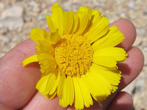 Desert Marigold (Baileya multiradiata)