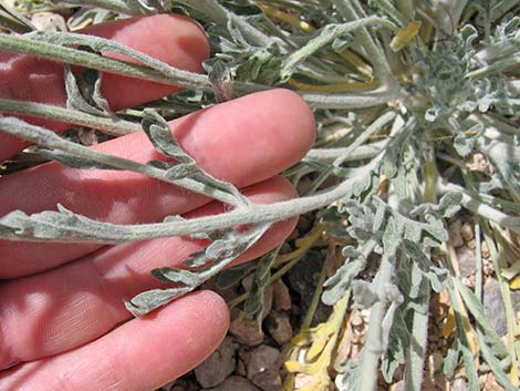 Desert Marigold (Baileya multiradiata)