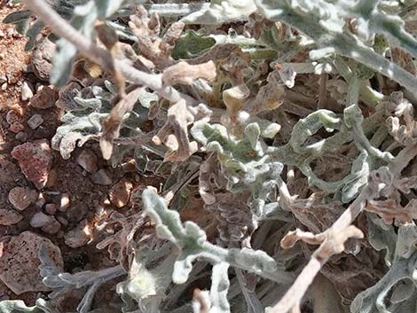 Desert Marigold (Baileya multiradiata)