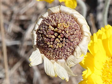 Desert Marigold (Baileya multiradiata)