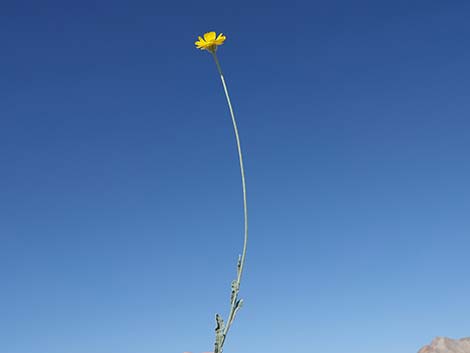 Desert Marigold (Baileya multiradiata)