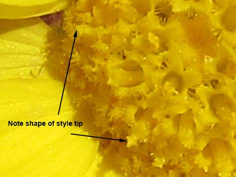 Woolly Desert Marigold (Baileya pleniradiata)