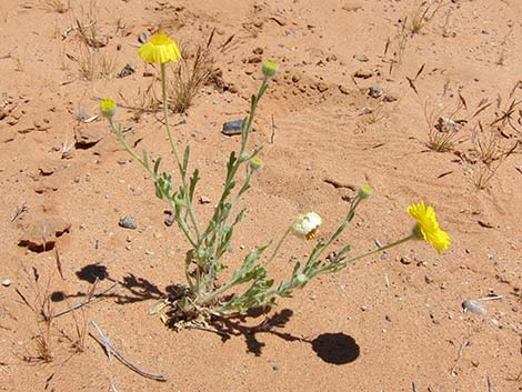 Woolly Desert Marigold (Baileya pleniradiata)