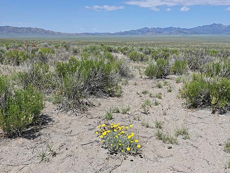 Woolly Desert Marigold (Baileya pleniradiata)