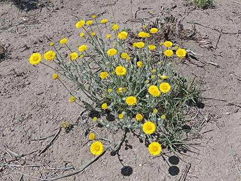 Woolly Desert Marigold (Baileya pleniradiata)