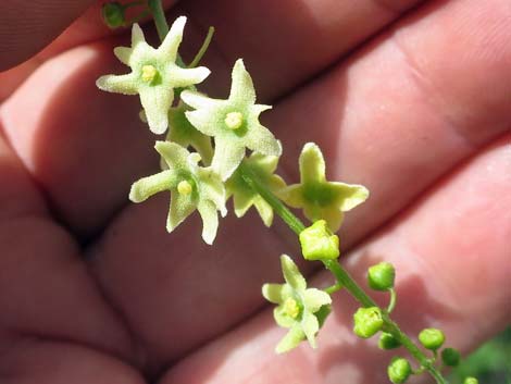 Desert Starvine (Brandegea bigelovii)