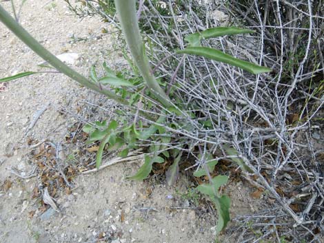 Thickstem Wild Cabbage (Caulanthus crassicaulis)