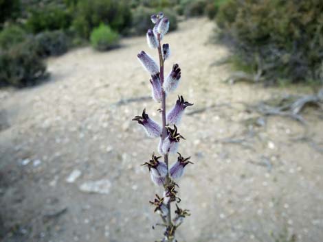 Thickstem Wild Cabbage (Caulanthus crassicaulis)