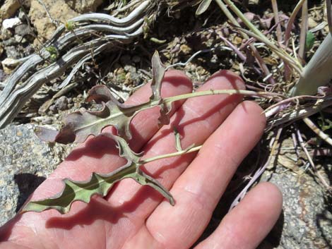 Thickstem Wild Cabbage (Caulanthus crassicaulis)