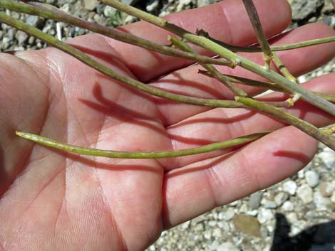 Thickstem Wild Cabbage (Caulanthus crassicaulis)