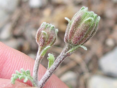 Douglas' Dustymaiden (Chaenactis douglasii)