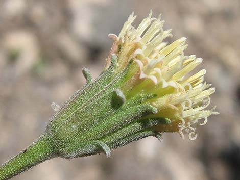 Douglas' Dustymaiden (Chaenactis douglasii)