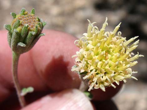 Douglas' Dustymaiden (Chaenactis douglasii)