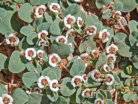 Whitemargin Sandmat (Chamaesyce albomarginata)