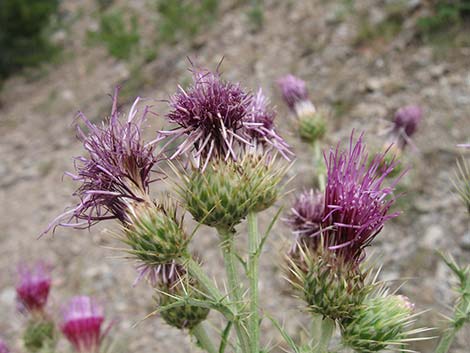 Arizona Thistle (Cirsium arizonicum)