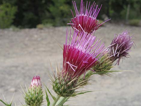 Arizona Thistle (Cirsium arizonicum)