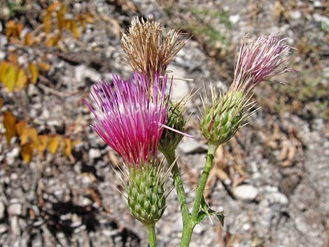 Arizona Thistle (Cirsium arizonicum)